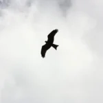 A bird flying in the sky with clouds behind it.